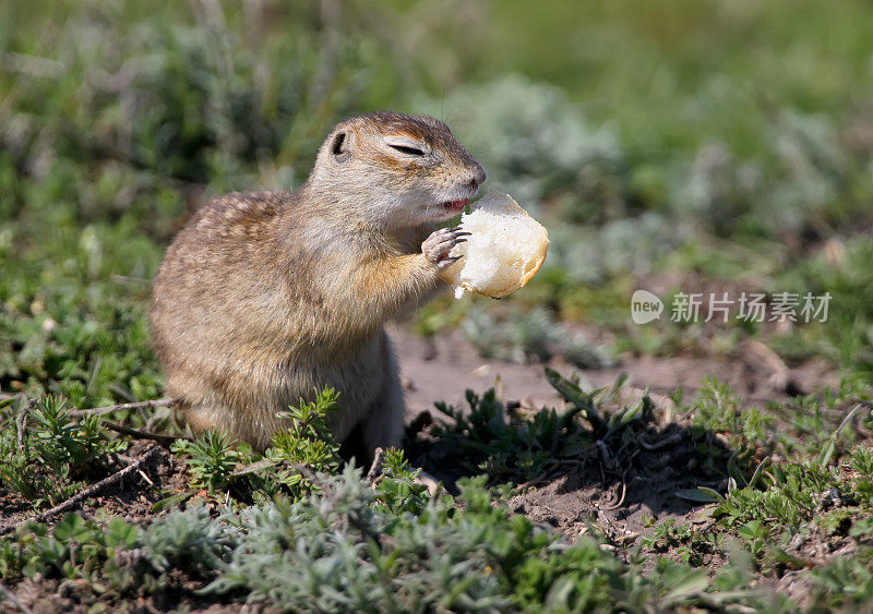 斑点地松鼠或斑点地松鼠(spermoophilus suslicus)在地上吃面包。